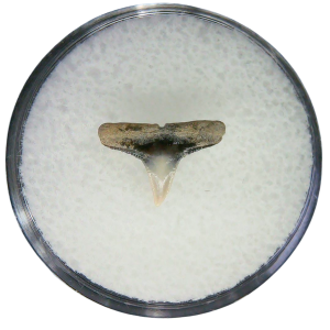 Negaprion eurybathrodon Teeth for Sale Extinct Lemon Shark 30 | Fossils for Sale Negaprion eurybathrodon Teeth for Sale Extinct Lemon Shark #30