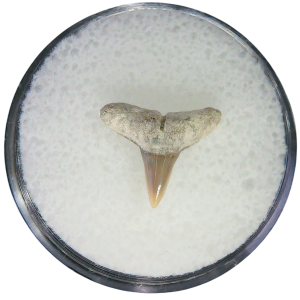 Negaprion eurybathrodon Teeth for Sale Extinct Lemon Shark 31 | Fossils for Sale Negaprion eurybathrodon Teeth for Sale Extinct Lemon Shark #31