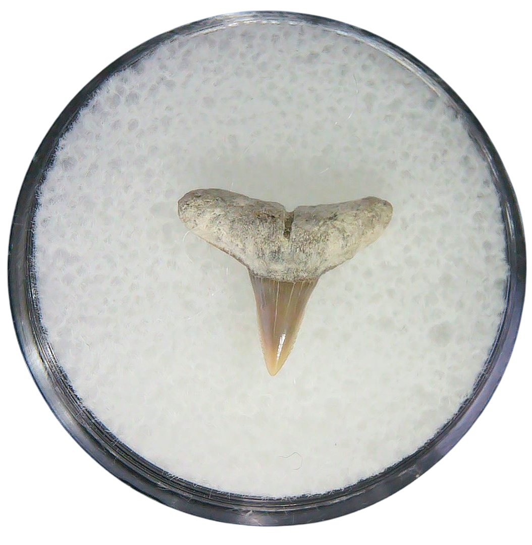 Negaprion eurybathrodon Teeth for Sale Extinct Lemon Shark 31 | Fossils for Sale Negaprion eurybathrodon Teeth for Sale Extinct Lemon Shark #31