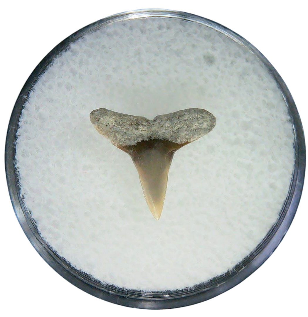Negaprion eurybathrodon Teeth for Sale Extinct Lemon Shark 31a | Fossils for Sale Negaprion eurybathrodon Teeth for Sale Extinct Lemon Shark #31a