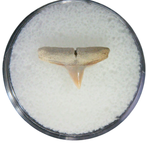 Negaprion eurybathrodon Teeth for Sale Extinct Lemon Shark #32