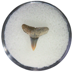 Negaprion eurybathrodon Teeth for Sale Extinct Lemon Shark #33