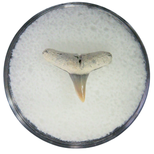 Negaprion eurybathrodon Teeth for Sale Extinct Lemon Shark #34