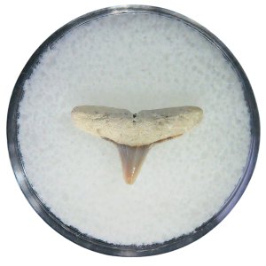 Negaprion eurybathrodon Teeth for Sale Extinct Lemon Shark #35