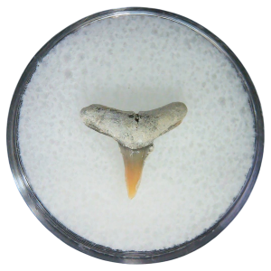 Negaprion eurybathrodon Teeth for Sale Extinct Lemon Shark #37