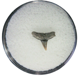 Negaprion eurybathrodon Teeth for Sale Extinct Lemon Shark #39
