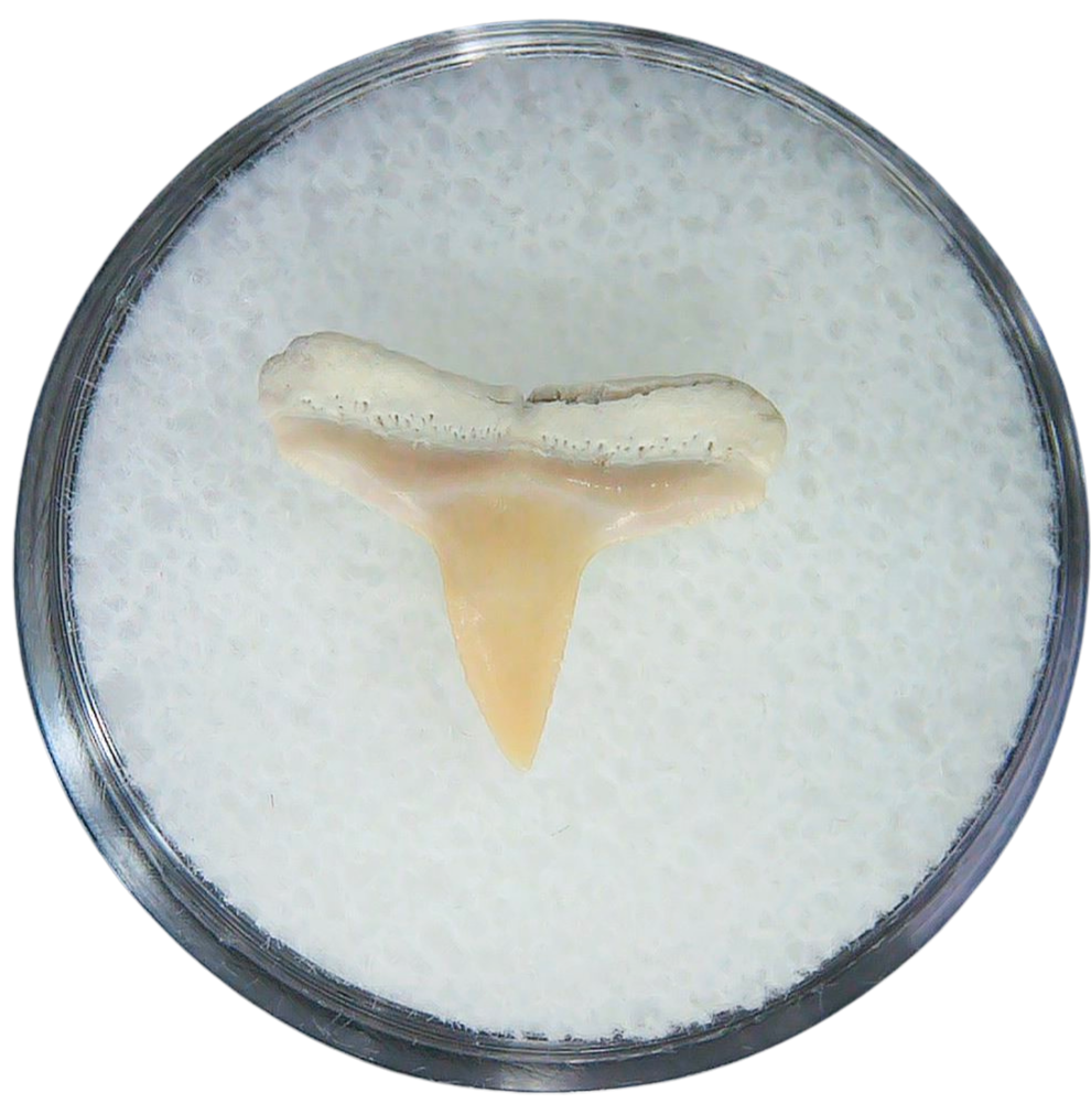 Negaprion eurybathrodon Teeth for Sale Extinct Lemon Shark 3a | Fossils for Sale Negaprion eurybathrodon Teeth for Sale Extinct Lemon Shark #3a