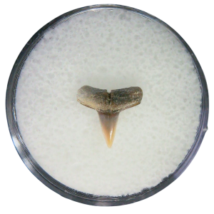 Negaprion eurybathrodon Teeth for Sale Extinct Lemon Shark #40