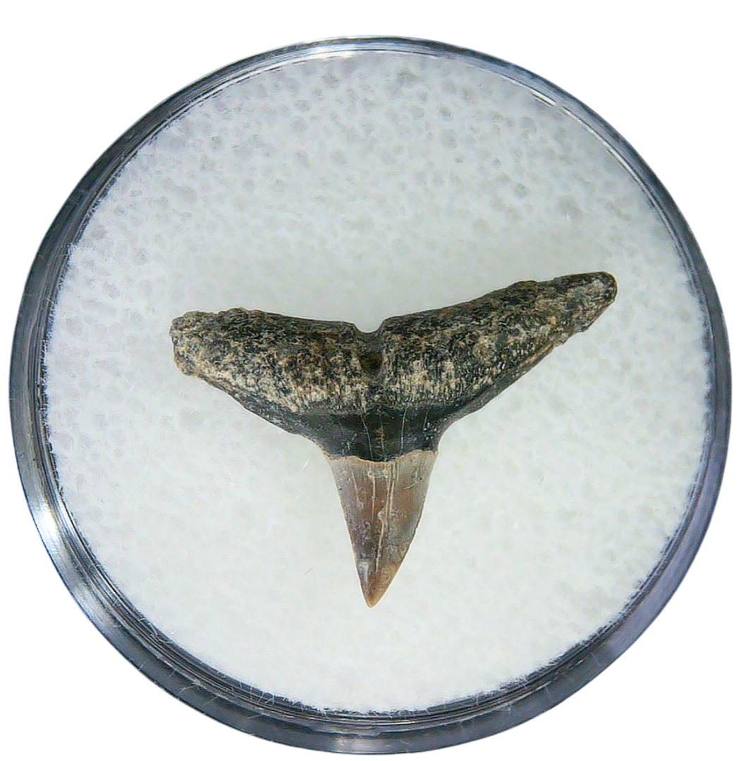 Negaprion eurybathrodon Teeth for Sale Extinct Lemon Shark 41 | Fossils for Sale Negaprion eurybathrodon Teeth for Sale Extinct Lemon Shark #41