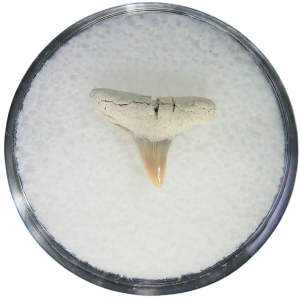 Negaprion eurybathrodon Teeth for Sale Extinct Lemon Shark #5
