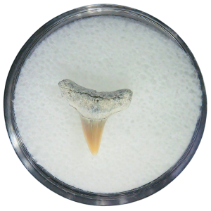 Negaprion eurybathrodon Teeth for Sale Extinct Lemon Shark #6