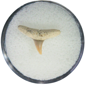 Negaprion eurybathrodon Teeth for Sale Extinct Lemon Shark #7