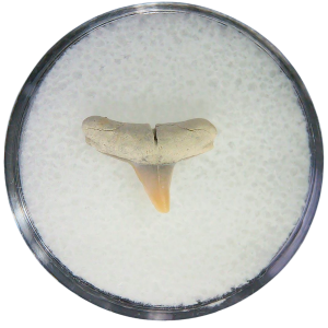 Negaprion eurybathrodon Teeth for Sale Extinct Lemon Shark #8