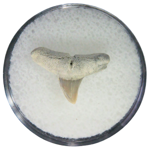 Negaprion eurybathrodon Teeth for Sale Extinct Lemon Shark #9
