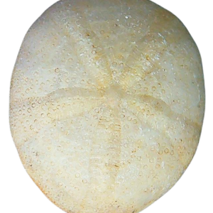 Oligopygus Echinoid Fossil for Sale Eocene Age from Florida #10a