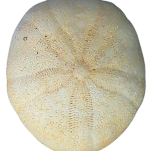 Oligopygus Echinoid Fossil for Sale Eocene Age from Florida #11a