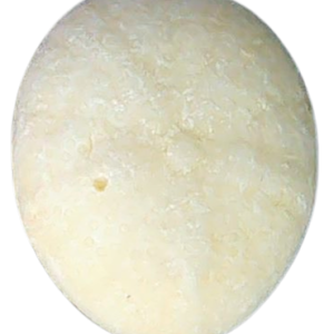 Oligopygus Echinoid Fossil for Sale Eocene Age from Florida #12a