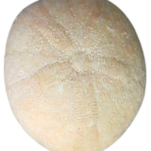 Oligopygus Echinoid Fossil for Sale Eocene Age from Florida #13a