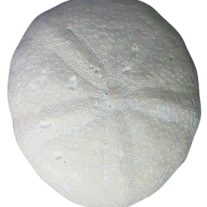 Oligopygus Echinoid Fossil for Sale Eocene Age from Florida #14a