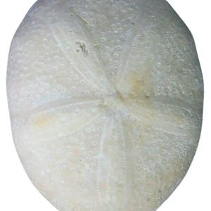 Oligopygus Echinoid Fossil for Sale Eocene Age from Florida #15a