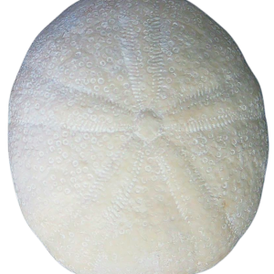 Oligopygus Echinoid Fossil for Sale Eocene Age from Florida #16a