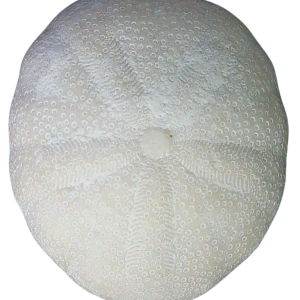 Oligopygus Echinoid Fossil for Sale Eocene Age from Florida #17a