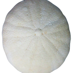 Oligopygus Echinoid Fossil for Sale Eocene Age from Florida #18a