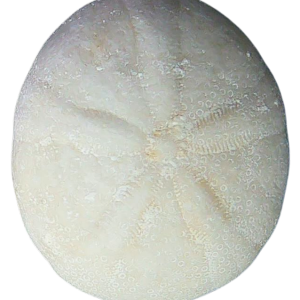 Oligopygus Echinoid Fossil for Sale Eocene Age from Florida #1a
