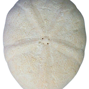 Oligopygus Echinoid Fossil for Sale Eocene Age from Florida #20a