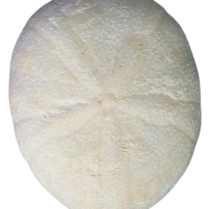 Oligopygus Echinoid Fossil for Sale Eocene Age from Florida #21a