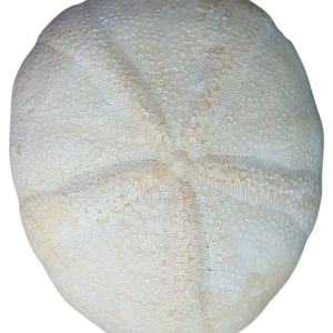 Oligopygus Echinoid Fossil for Sale Eocene Age from Florida #22a