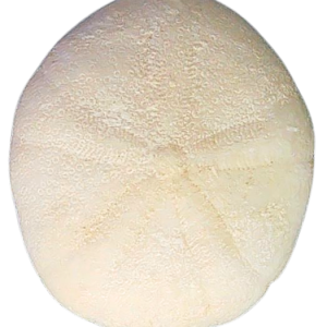 Oligopygus Echinoid Fossil for Sale Eocene Age from Florida #23a