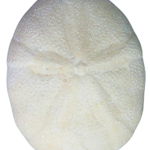 Oligopygus Echinoid Fossil for Sale Eocene Age from Florida #24a