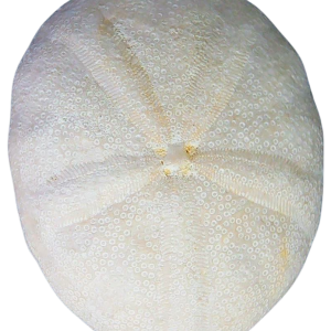 Oligopygus Echinoid Fossil for Sale Eocene Age from Florida #25c