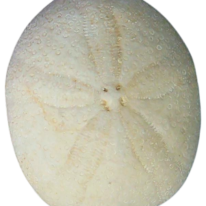 Oligopygus Echinoid Fossil for Sale Eocene Age from Florida #2a