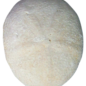 Oligopygus Echinoid Fossil for Sale Eocene Age from Florida #3
