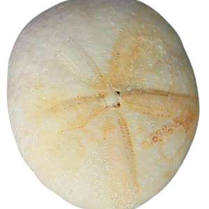 Oligopygus Echinoid Fossil for Sale Eocene Age from Florida #4a