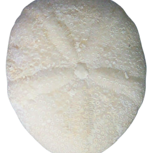 Oligopygus Echinoid Fossil for Sale Eocene Age from Florida #5a