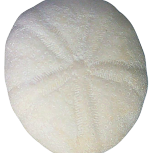 Oligopygus Echinoid Fossil for Sale Eocene Age from Florida #6a