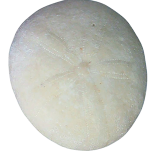 Oligopygus Echinoid Fossil for Sale Eocene Age from Florida #7a