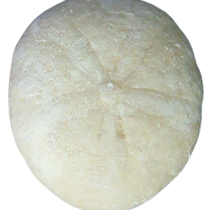 Oligopygus Echinoid Fossil for Sale Eocene Age from Florida #8a