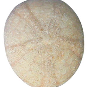 Oligopygus Echinoid Fossil for Sale Eocene Age from Florida #9a