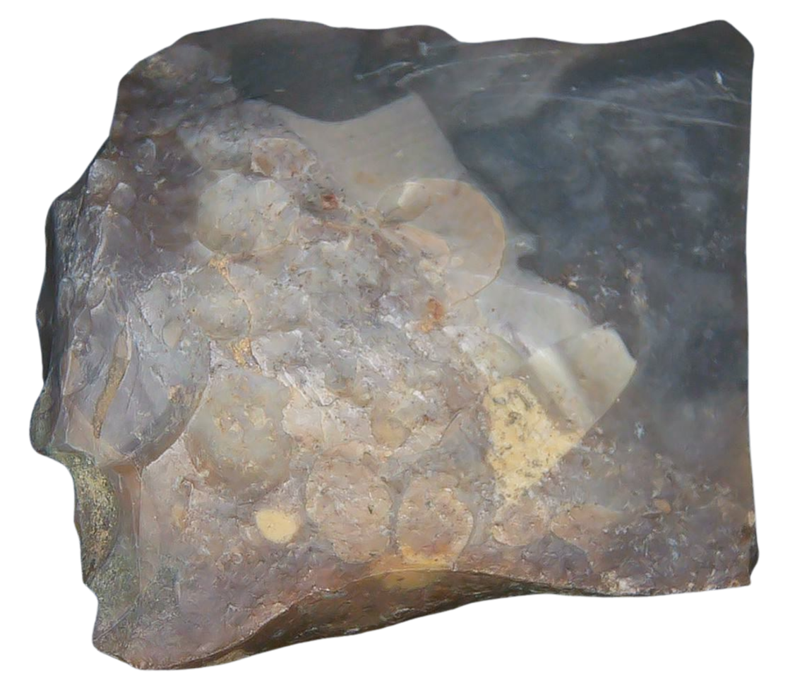 Paleolithic Stone Tools for Sale from Atlas Mountains Scraper 17a | Fossils for Sale Paleolithic Stone Tools for Sale from Atlas Mountains (Scraper) #17a