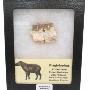 Plagiolophus Annectens Eocene Herbivore Fossil for Sale from France #15