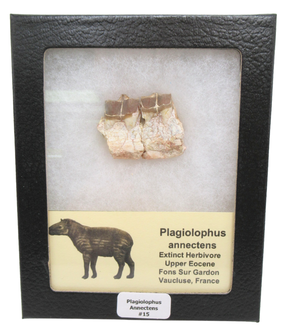 Plagiolophus Annectens Eocene Herbivore Fossil for Sale from France 15 | Fossils for Sale Plagiolophus Annectens Eocene Herbivore Fossil for Sale from France #15