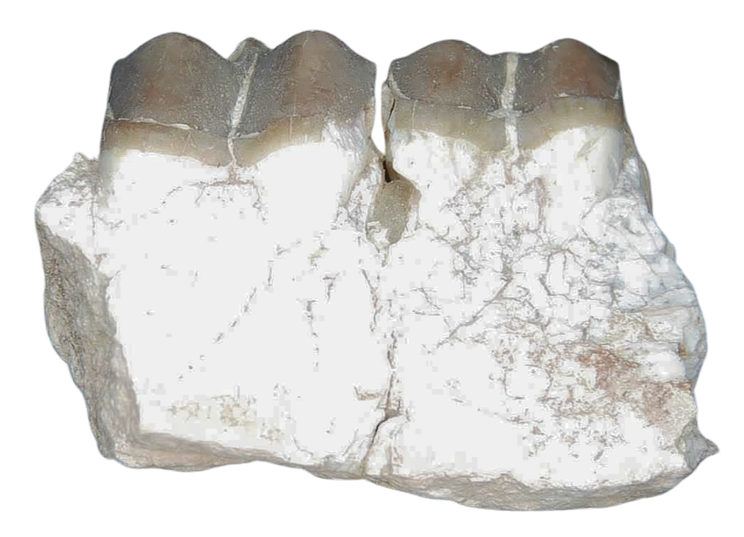 Plagiolophus Annectens Eocene Herbivore Fossil for Sale from France 15a | Fossils for Sale Plagiolophus Annectens Eocene Herbivore Fossil for Sale from France #15a