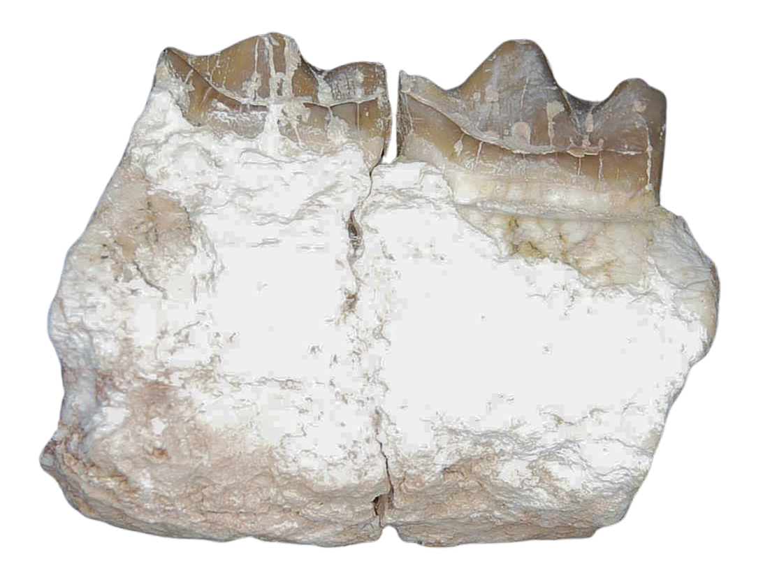 Plagiolophus Annectens Eocene Herbivore Fossil for Sale from France 15b | Fossils for Sale Plagiolophus Annectens Eocene Herbivore Fossil for Sale from France #15b
