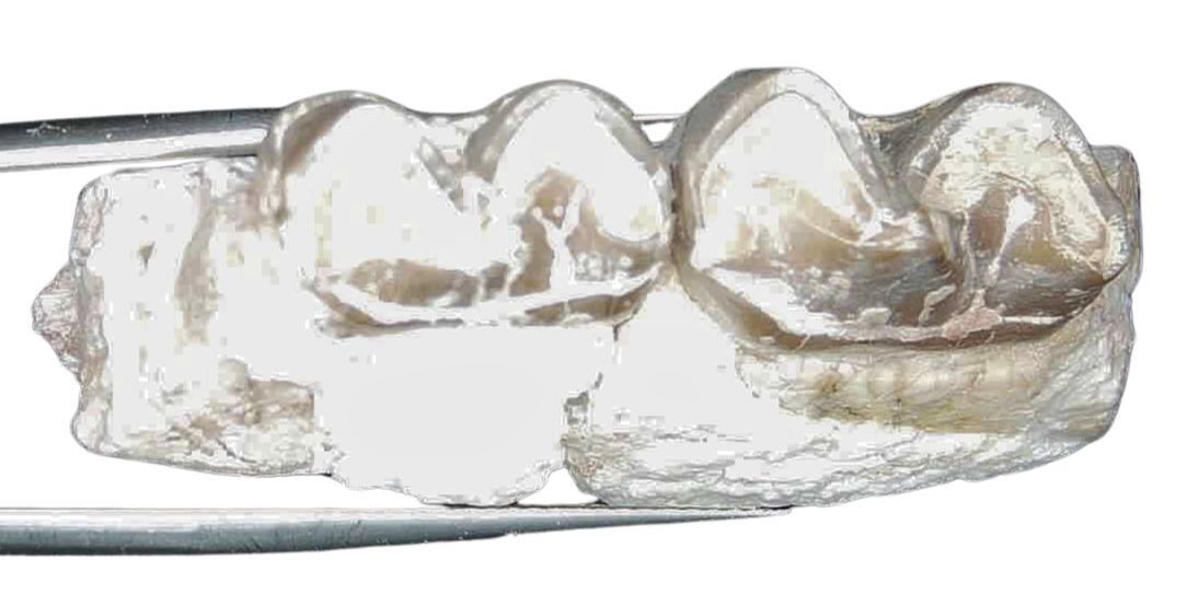 Plagiolophus Annectens Eocene Herbivore Fossil for Sale from France 15c | Fossils for Sale Plagiolophus Annectens Eocene Herbivore Fossil for Sale from France #15c