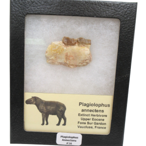 Plagiolophus Annectens Eocene Herbivore Fossil for Sale from France #16