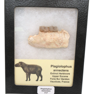 Plagiolophus Annectens Eocene Herbivore Fossil for Sale from France #17